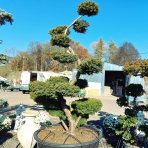 Tis prostredný (Taxus Media) ´FARMEN´ - výška 160-170 cm, kont. C285L - BONSAJ - STARÝ A VZÁCNY EXEMPLÁR